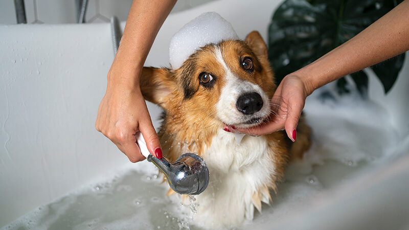 Persona che lava un cane con prodotti per animali conto terzi sicuri ed efficaci.