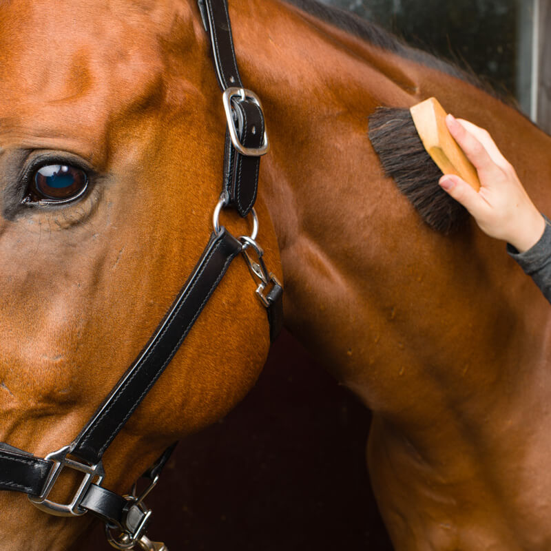 Una persona spazzola un cavallo con prodotti antizanzare per animali conto terzi, offrendo una protezione delicata e un momento di relax per l’animale.