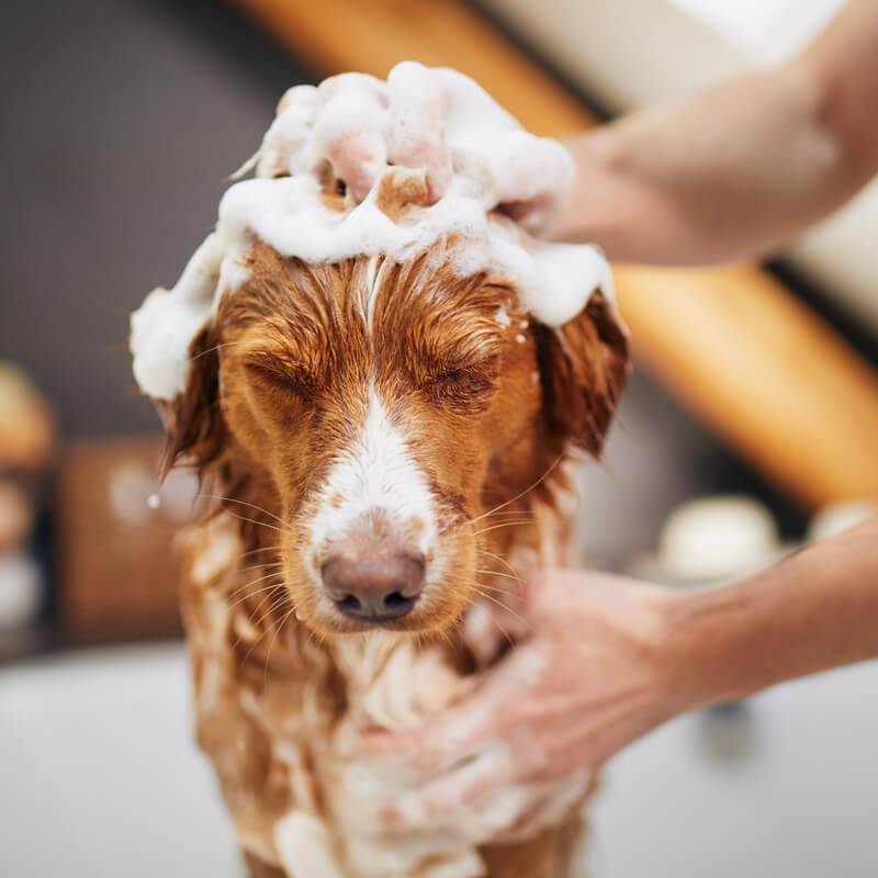 Un cane si rilassa durante il lavaggio con prodotti per animali conto terzi, delicati e naturali, avvolto da una schiuma soffice e una fragranza delicata.